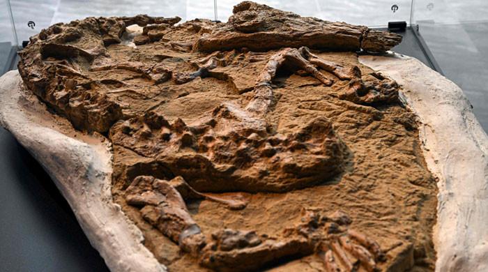 10-foot-long crocodile fossil up to 12 million years old unveiled in Peru