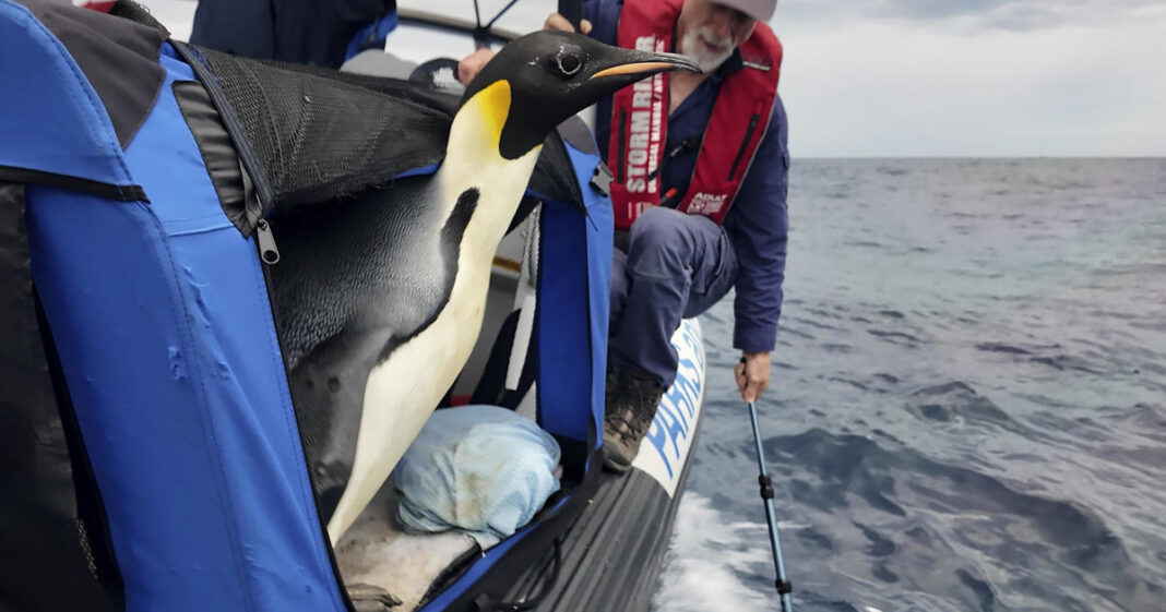“Gus,” emperor penguin found on Australian beach after swimming from Antarctica, released at sea after 20 days of care