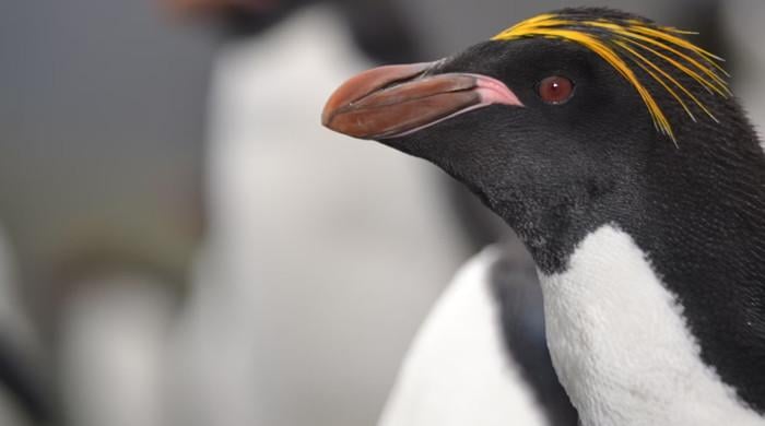 North America’s oldest macaroni penguin turns 40