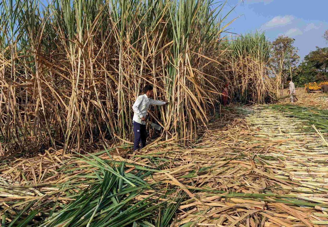 Not so sweet: India may need to import sugar as planting wanes