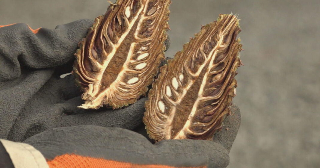 How collecting pine cones is helping regenerate Oregon forests destroyed by wildfires