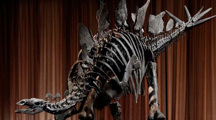 New York museum unveils ‘Apex’ — an almost complete Stegosaurus