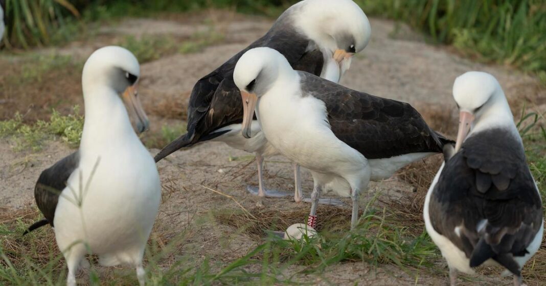 Wisdom the albatross, world’s oldest-known wild bird at about 74, lays an egg for the first time in years