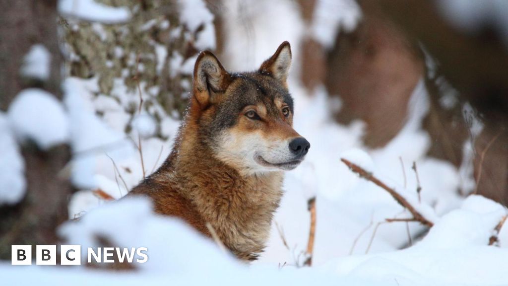 Wolves lose EU safeguards, opening way for culls