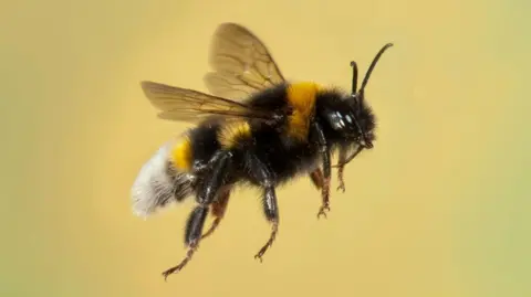 Getty Images A bumblebee in flight against a yellow background. 