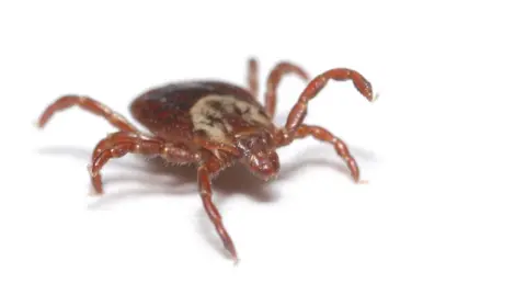 Getty Images The spider-like tick is magnified in size. It has a leg raised as it crawls across a white surface.