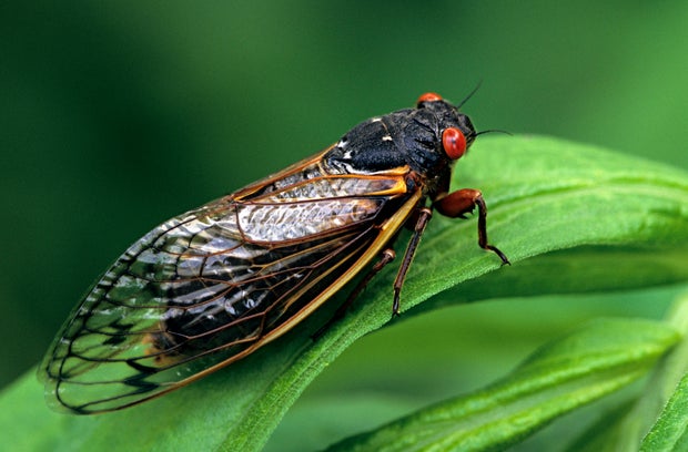 File photo of an adult periodical cicada 