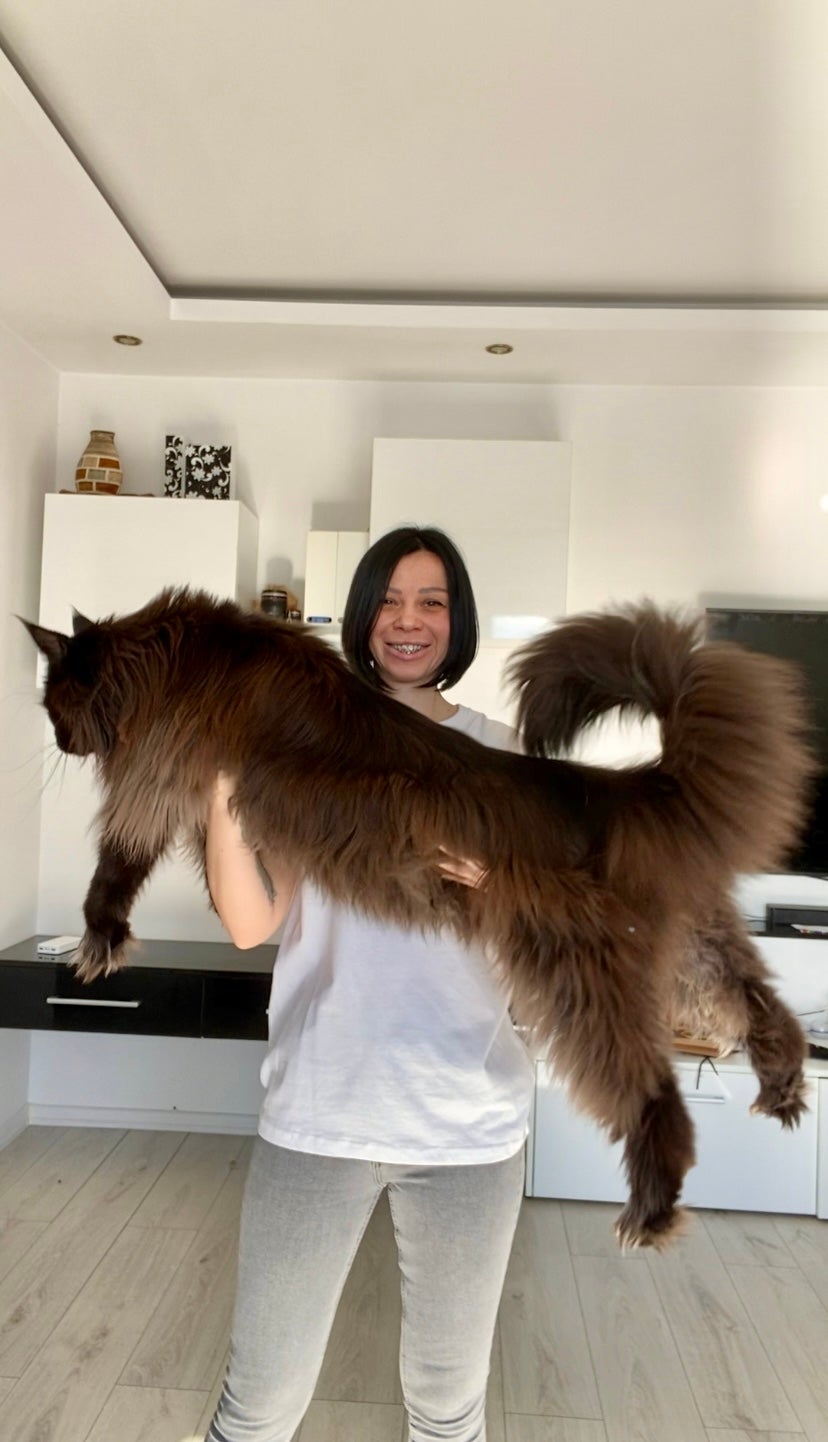 Zeus the cat and owner Daniela can be found sharing content on @zeus.mainecoon.official