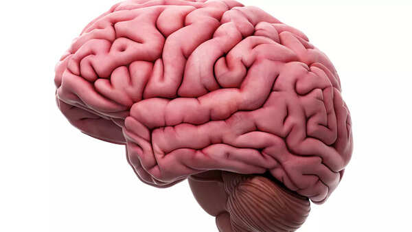 brain