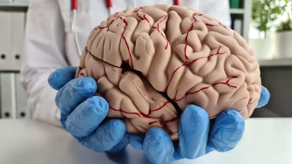 brain