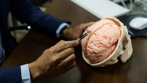 brain