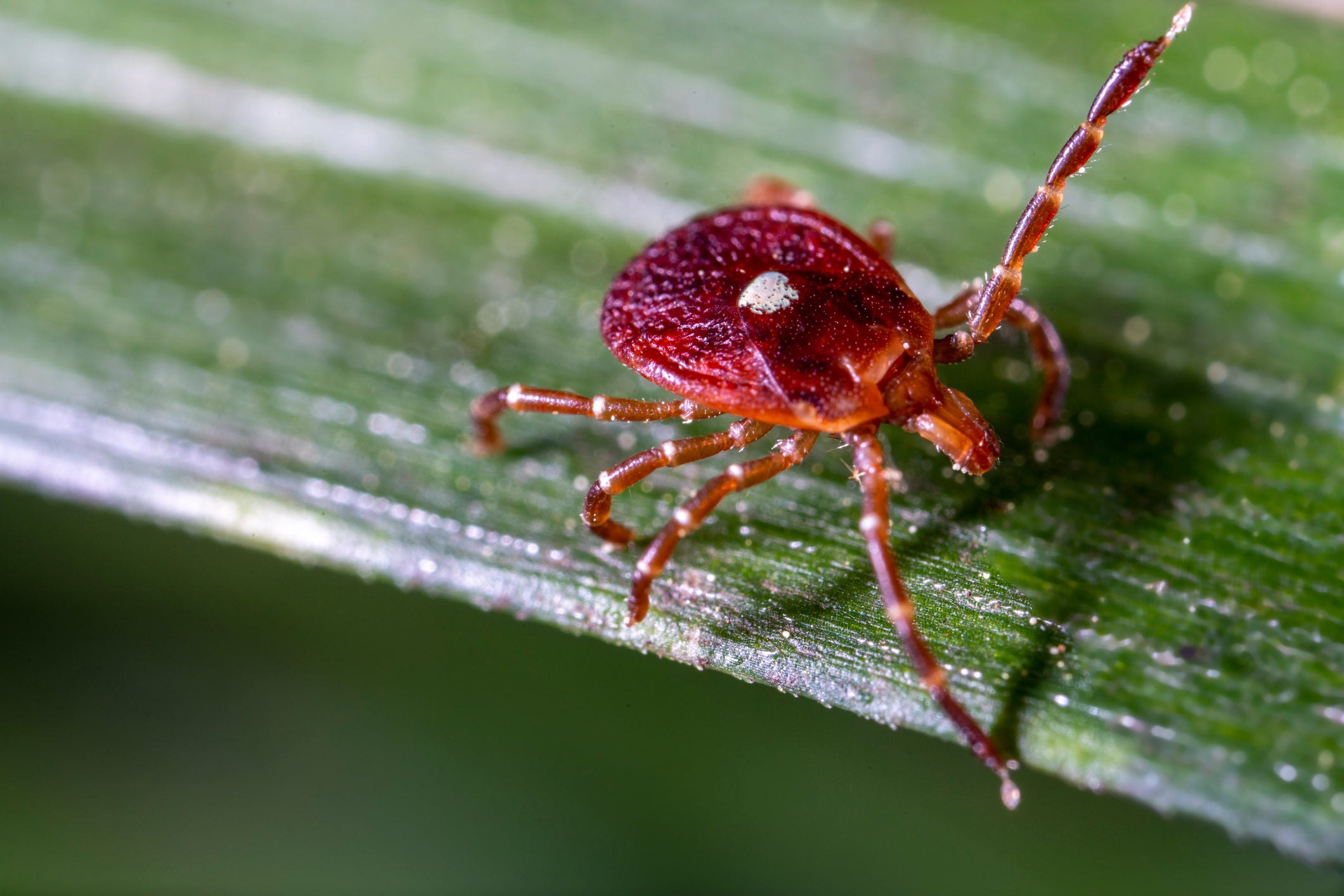 Lone star ticks are aggressive human biters